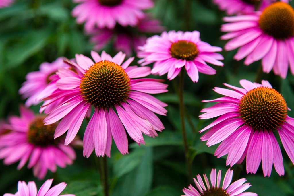 Pink coneflowers