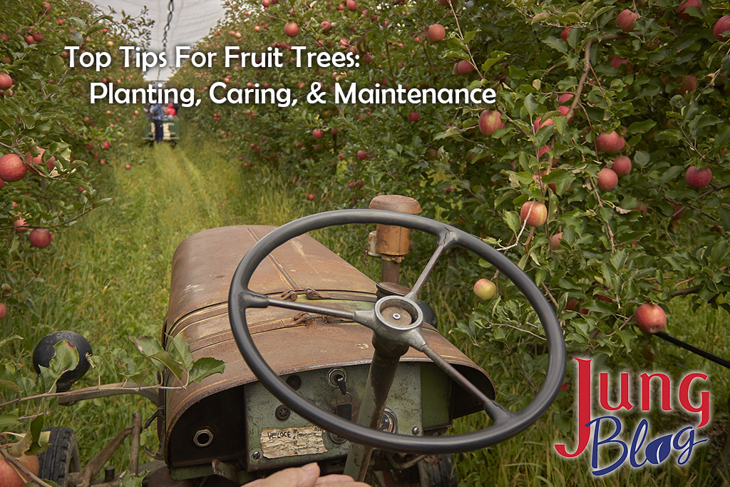 A tractor driving down between rows of apple trees