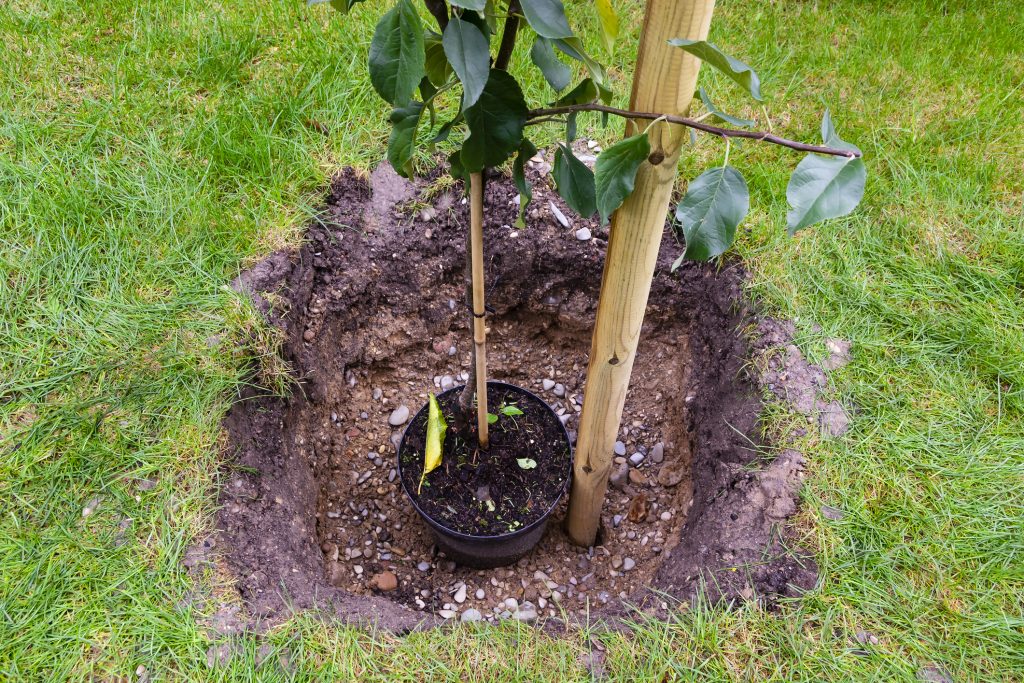 An apple young plant is a hole prepared in garden soil