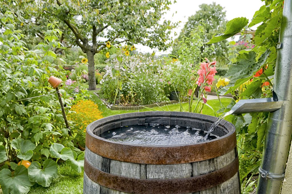 Rain barrel in the garden