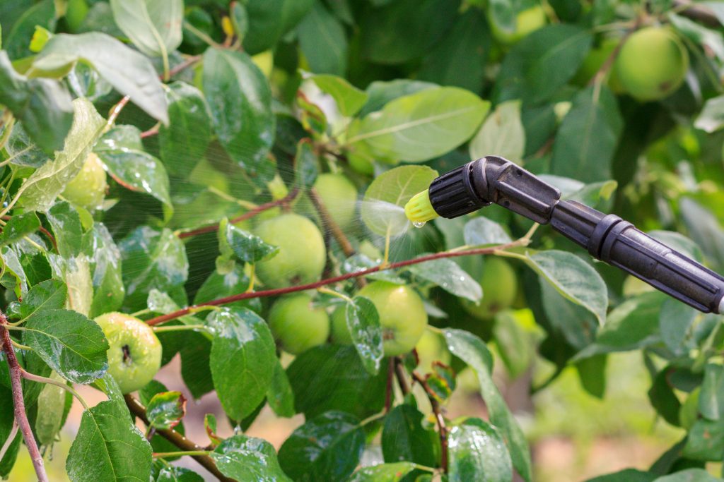 Protecting apple tree from fungal disease or vermin by pressure sprayer with chemicals.