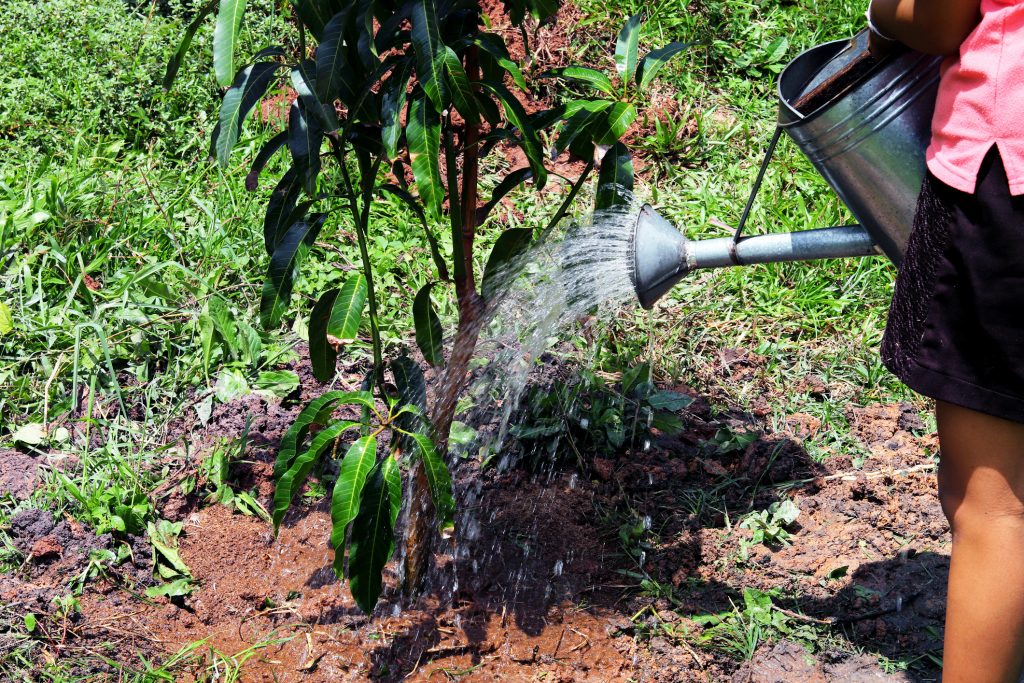 Young girl is watering a young mango tree