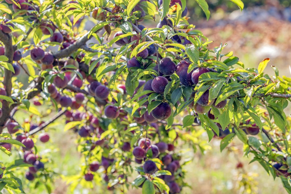 A tree full of ripe plums