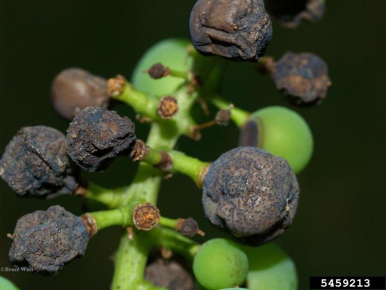 Black Rot on Grapes