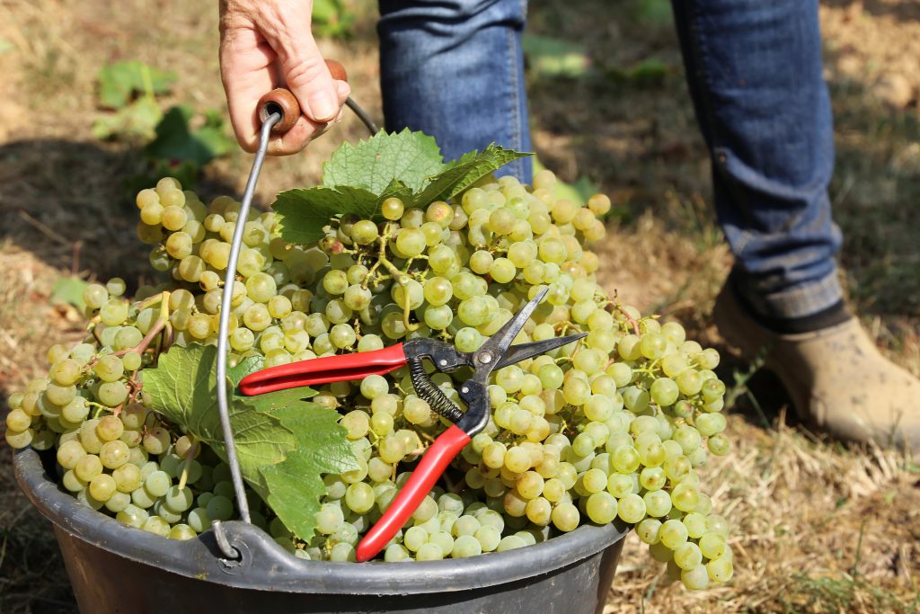 Hand harvesting, manual grape harvesting