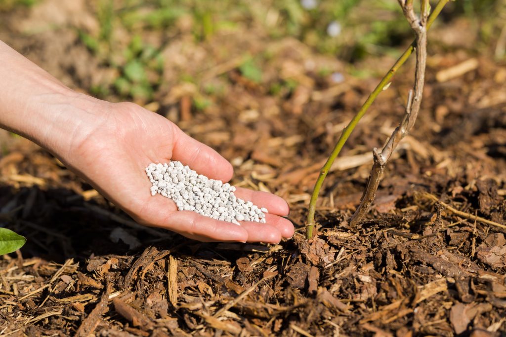  Palma della giovane donna adulta che tiene i granelli complessi bianchi del fertilizzante per il cespuglio del mirtillo nel giardino. Primo piano. Nutrire le piante.