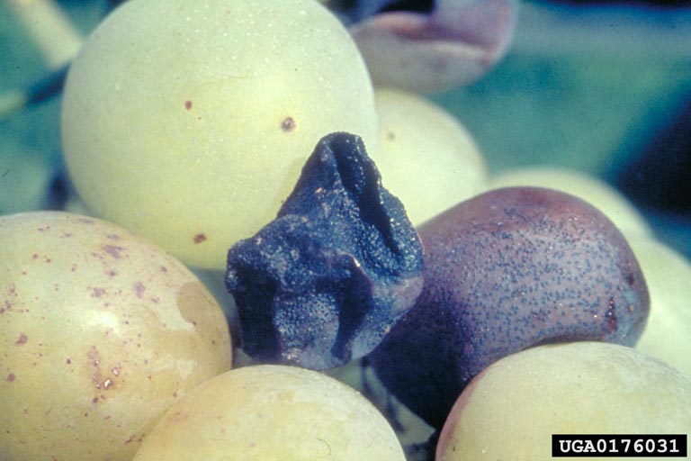 Black Rot on Grapes