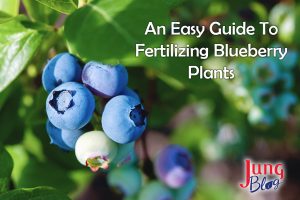 Easy Guide To Fertilizing Blueberry Plants | Jung Seed’s Gardening Blog