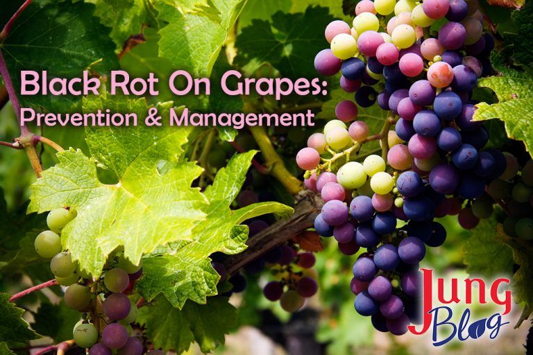 Black Rot On Grapes Jung Seed’s Gardening Blog