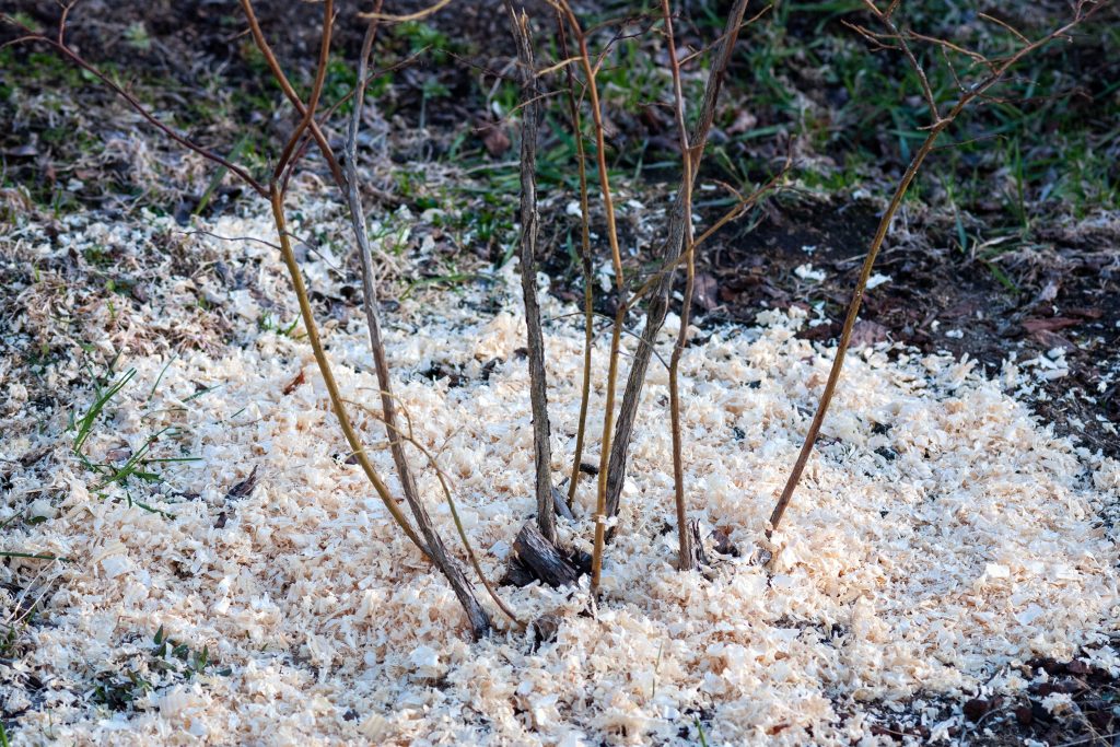  Paillage de bleuets avec de la sciure de bois au printemps 