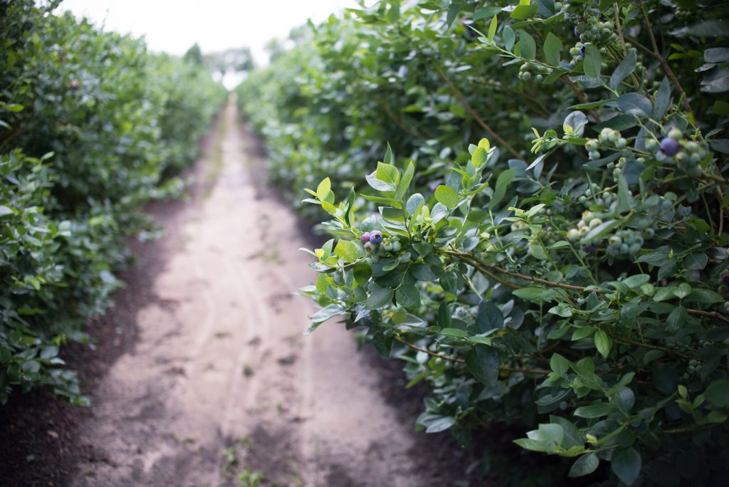  pole borówek, rząd krzewów z przyszłymi jagodami na tle błękitnego nieba. Farma z jagodami w słonecznej Florydzie.