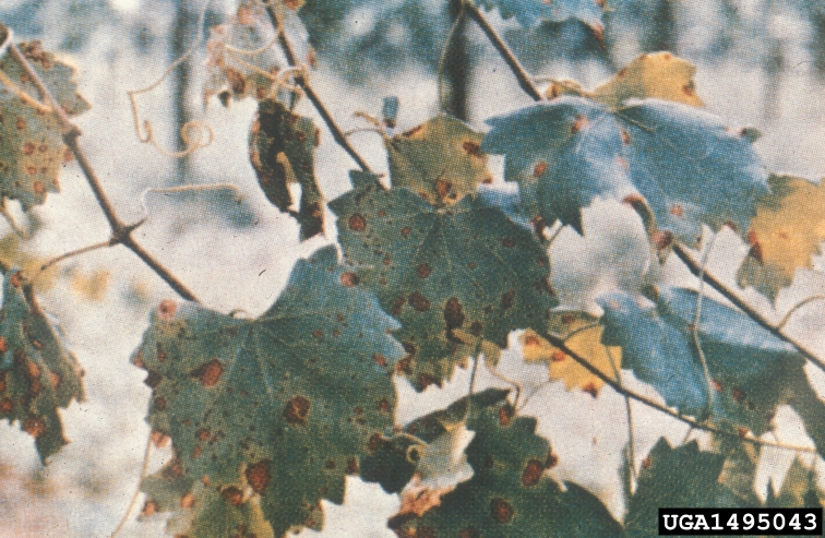 Black Rot on Grape Leaves