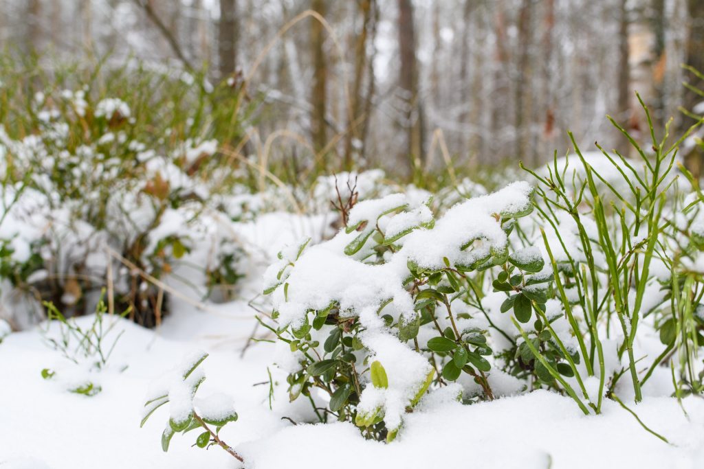 Mustikkapensaita talvisessa metsässä. Mustikoiden vihreät lehdet lumen alla metsätaustalla. Valikoiva keskittyminen lähellä oleviin pensaisiin.