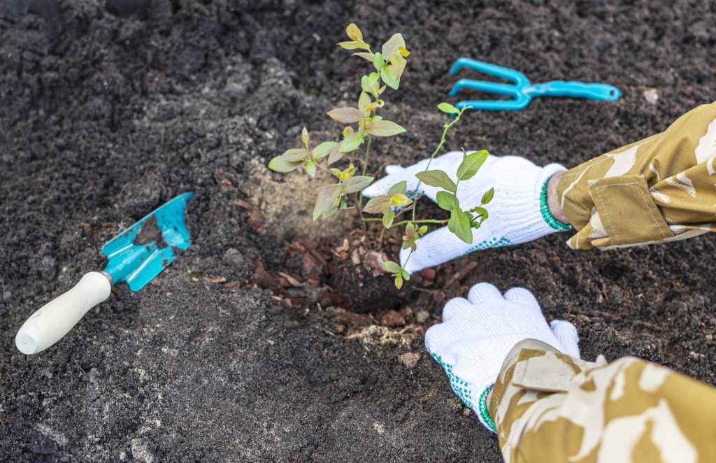 Persons hands in working gloves are planting blueberry seedling in the soil at the garden. Gardening tools (shovel and rake) are lying on the ground