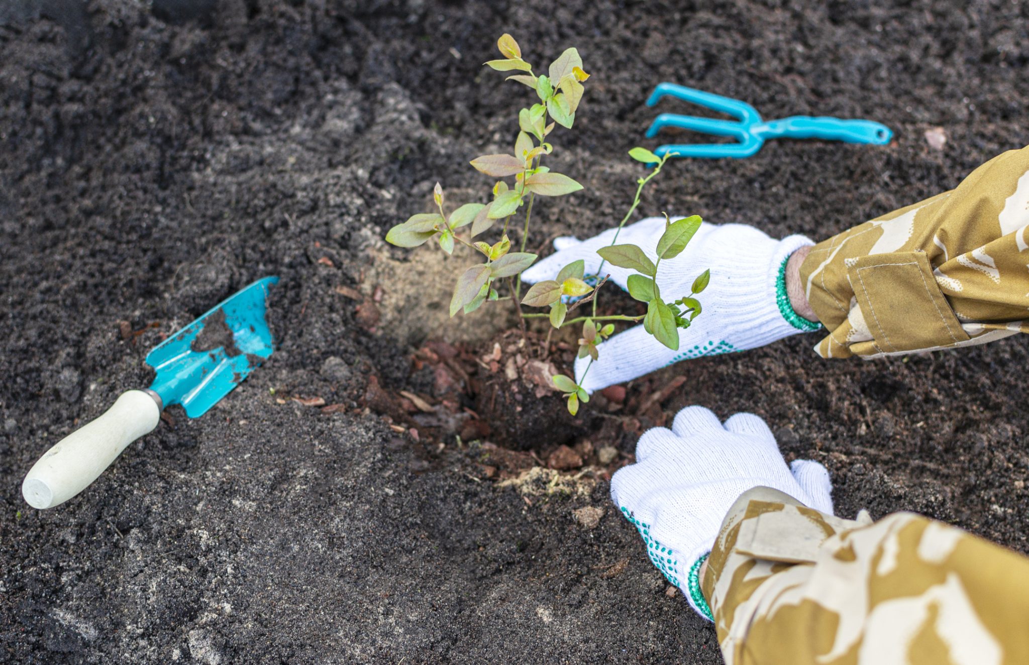 Easy Guide To Fertilizing Blueberry Plants Jung Seed’s Gardening Blog