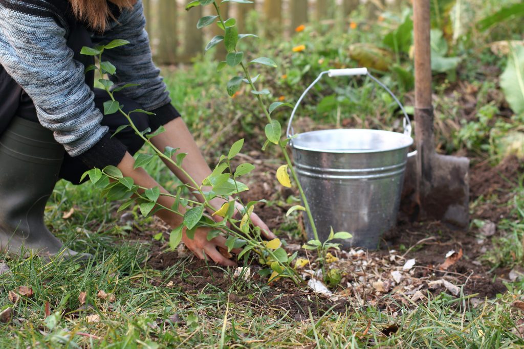 tuinman die een jonge bosbessenstruik in de tuin verzorgt