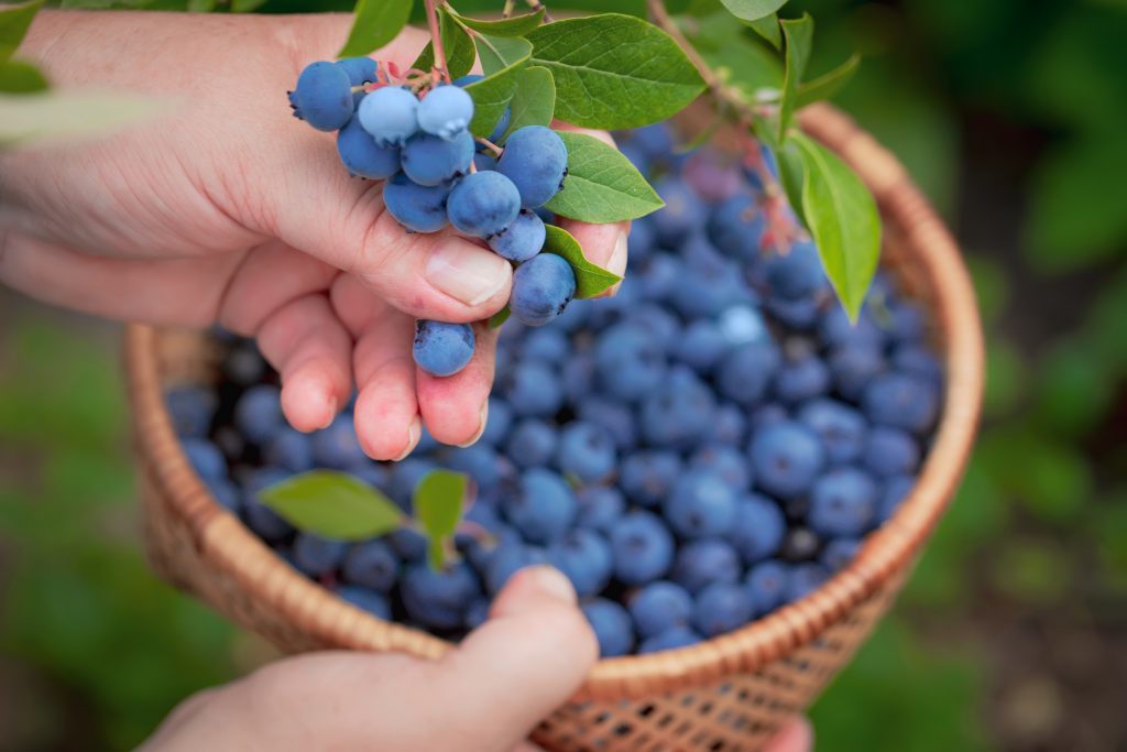 femeile mâinile cules afine coapte aproape trage cu castron, plin de fructe de padure. Afine-ramuri de fructe de padure proaspete in gradina. Conceptul de recoltare.