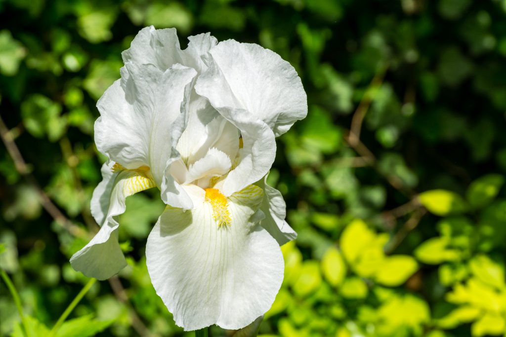 White Iris germanica or Bearded Iris on green background in landscaped garden. Beautiful White very large head of iris flower.