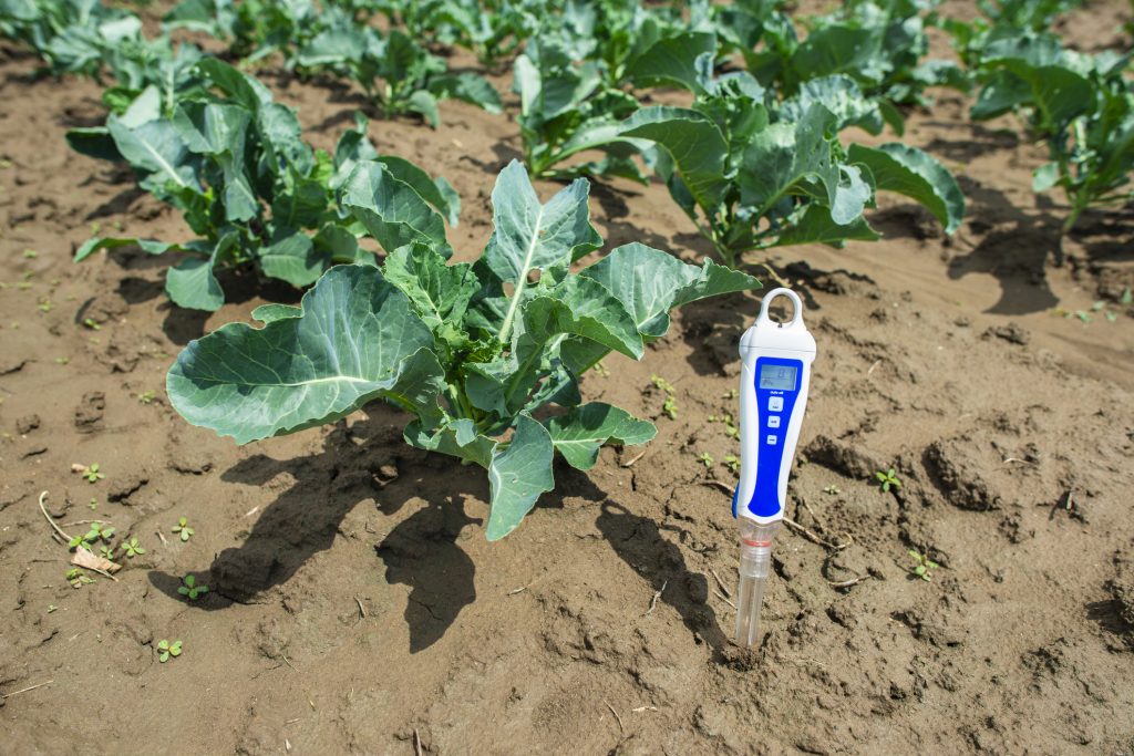 PH meter digital device pricked in the soil. Cabbage plants.