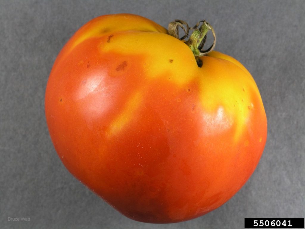 Yellow shoulder disorder on tomato