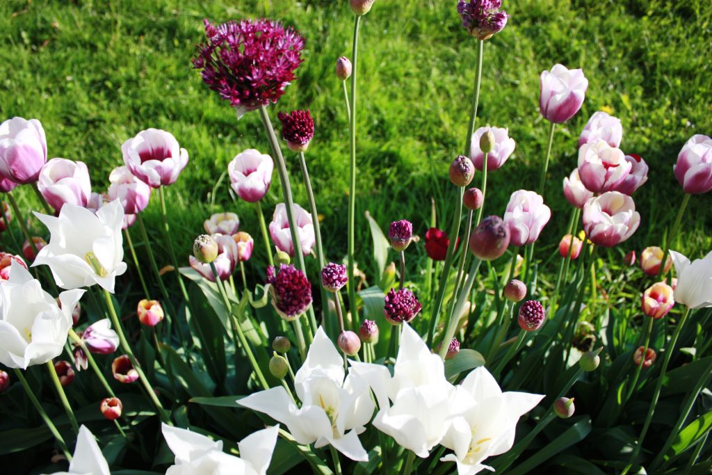 Tulips, Allium Flower, purple and white, green meadow in the background, spring