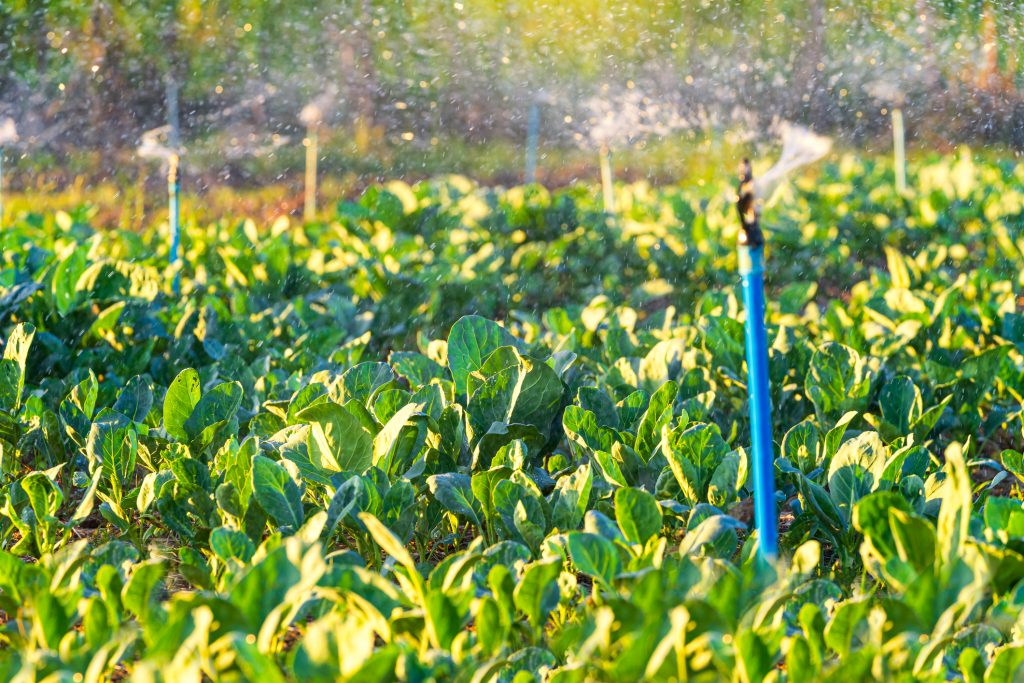 Morning light with organic kale on a farm with automatic watering system.