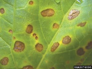 Watermelon Fungal & Bacterial Diseases | Jung Seed’s Gardening Blog