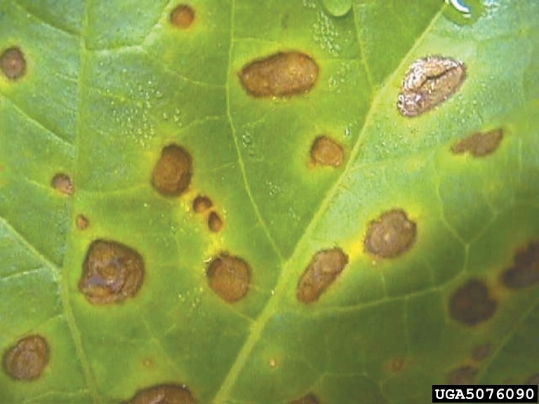 Watermelon with brown spot disease