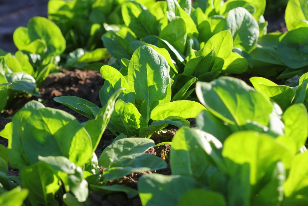 Fresh organic leaves of spinach in the garden .