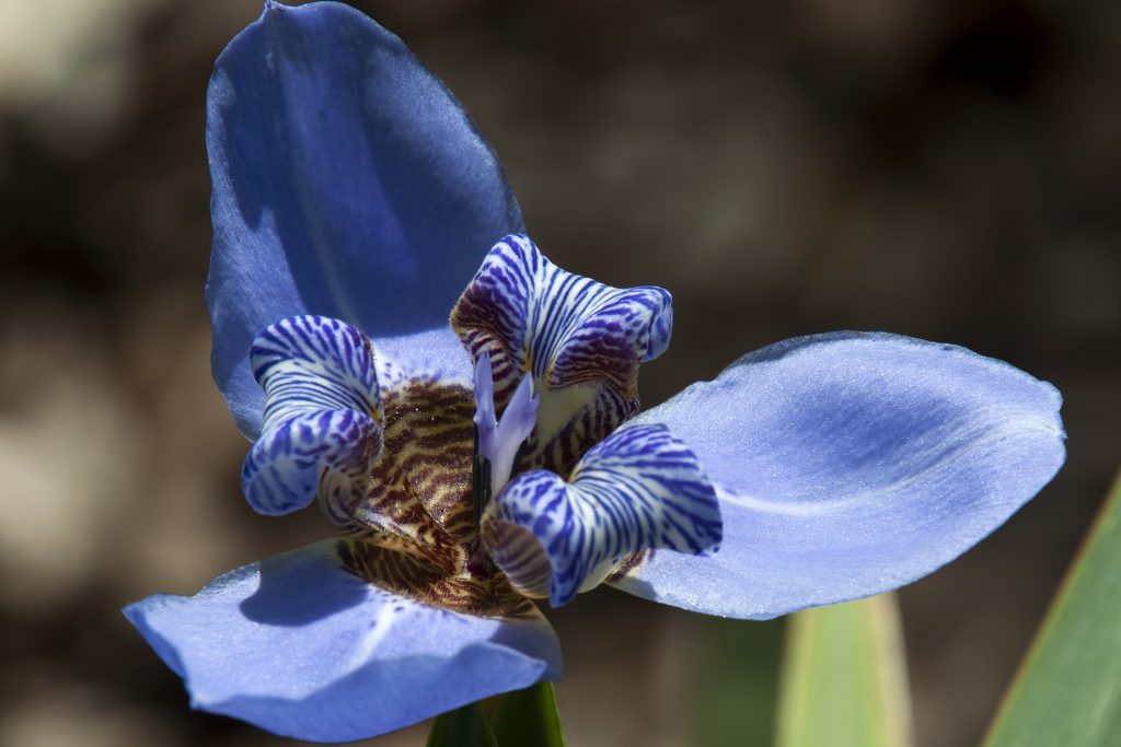 Blue flower with striped centre of a "Blue Magic" Dutch Iris