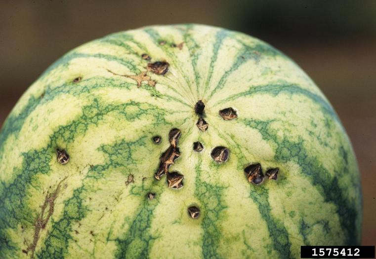 Watermelon with Anthracnose disease