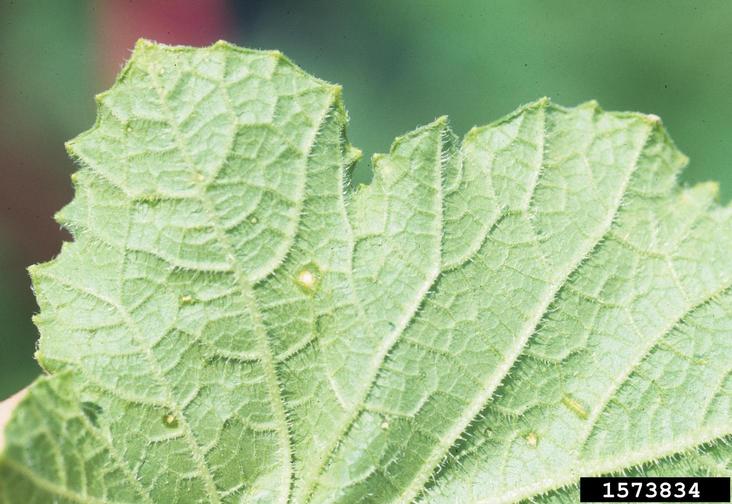 Watermelon leaf with Cercospora disease