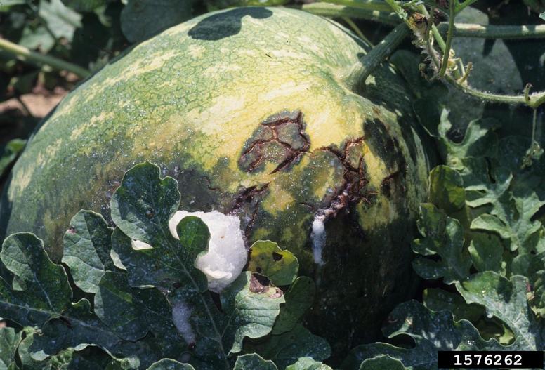 Bacterial fruit blotch on a watermelon