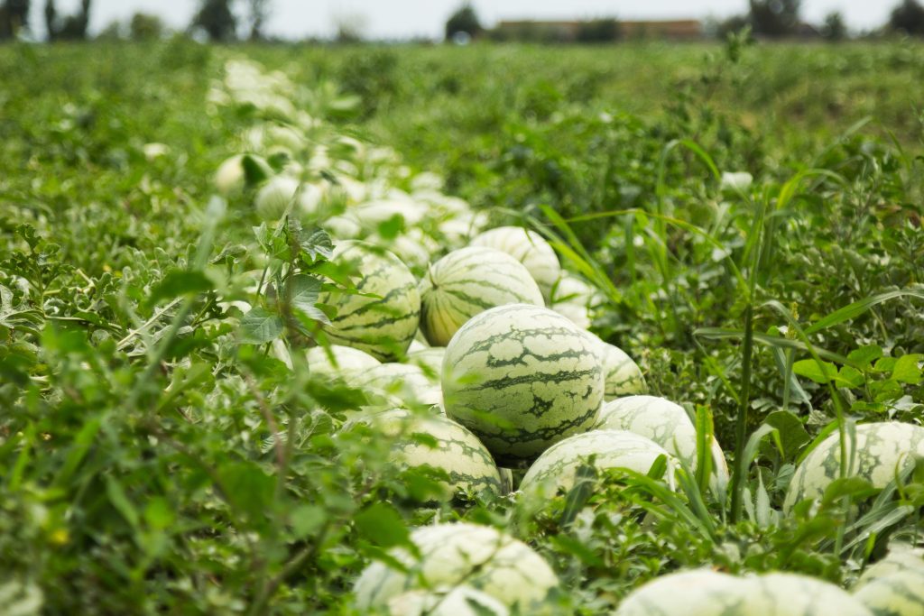 Watermelons on the field lined up in a row.