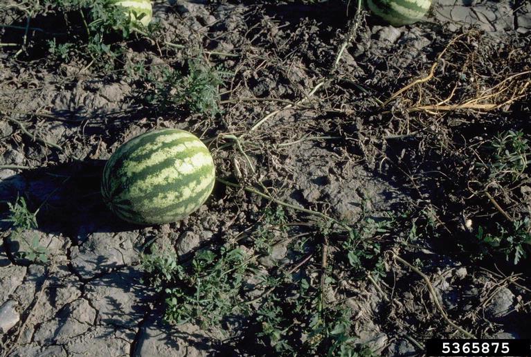 Watermelon in the field with wilt disease