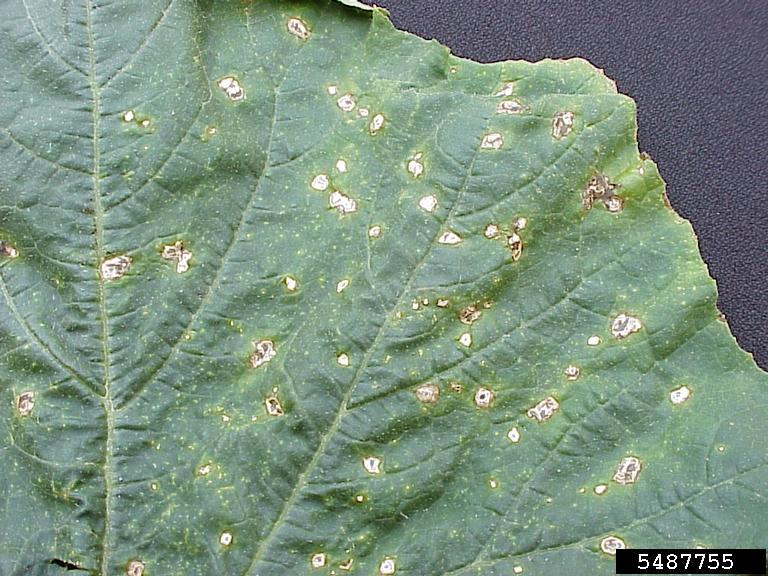 Angular leaf spot disease