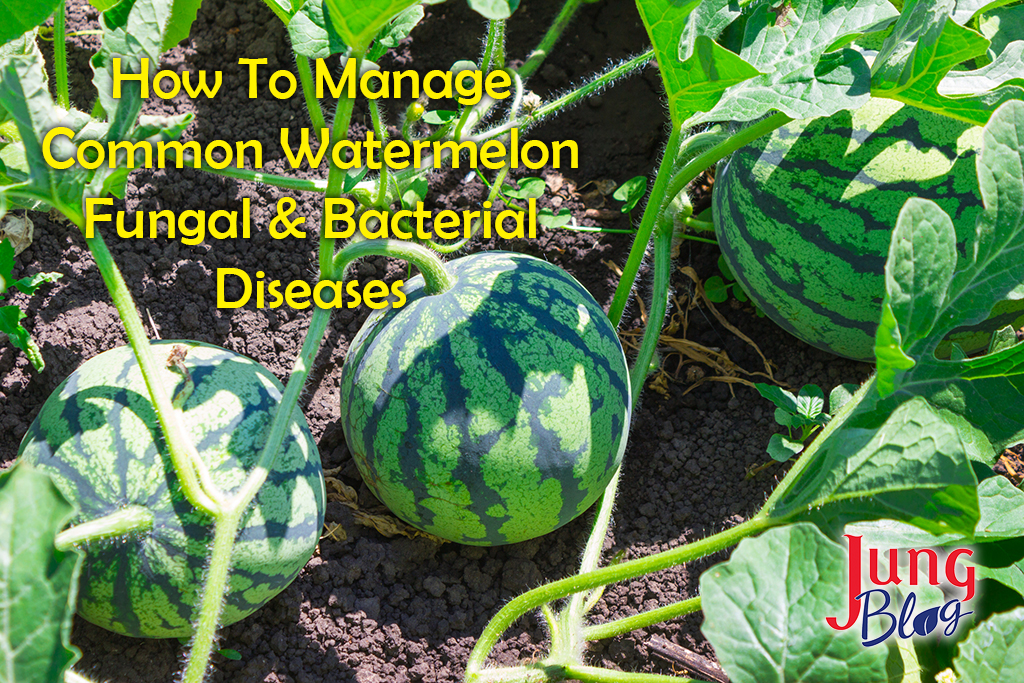 Watermelons on the green melon field in the summer