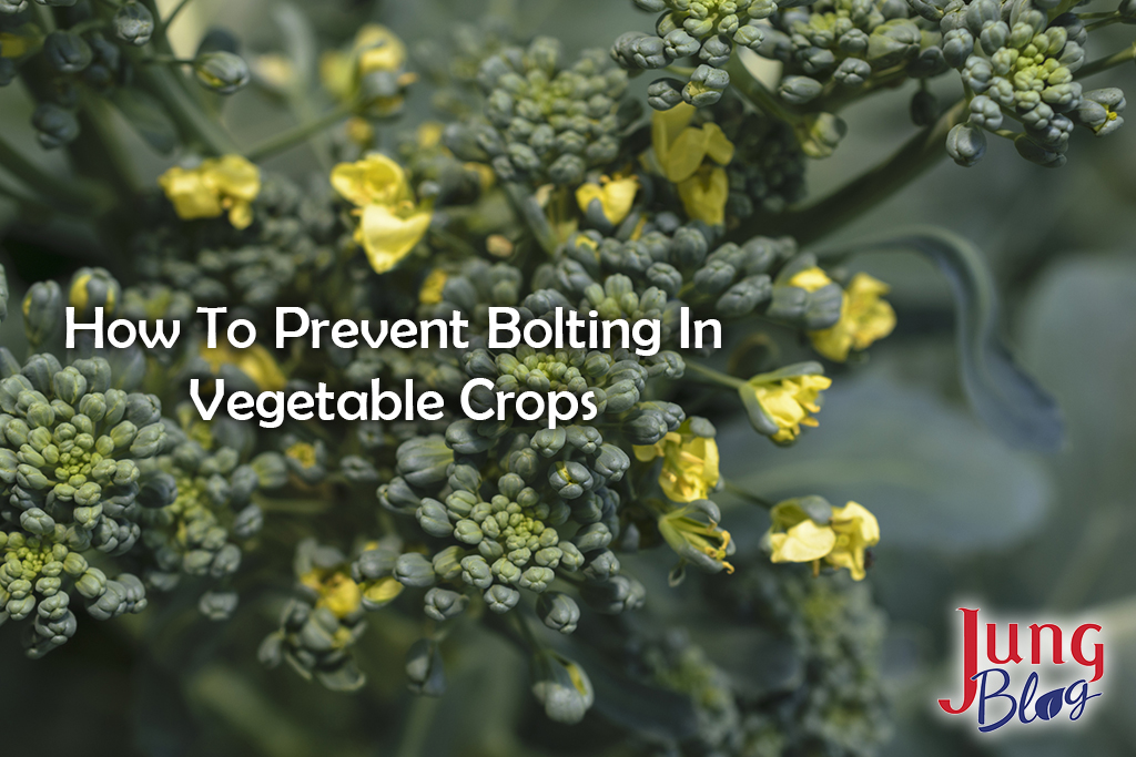 Sunny background with autumn flowering green broccoli.