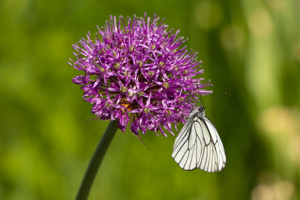 Cabbage butterfly (Pieris brassicae) pollinates the flower of the Allium giganteum. A large round purple flower blossomed on a green blurry background.