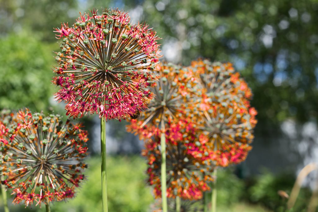 Allium red in the garden. Close-up, selective focus