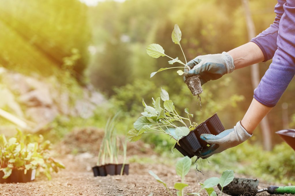 Gardener preparing broccoli seedlings for planting in freshly ploughed garden beds on a beautiful sunny morning. Organic gardening, healthy food, nutrition and diet, self-supply and housework concept.