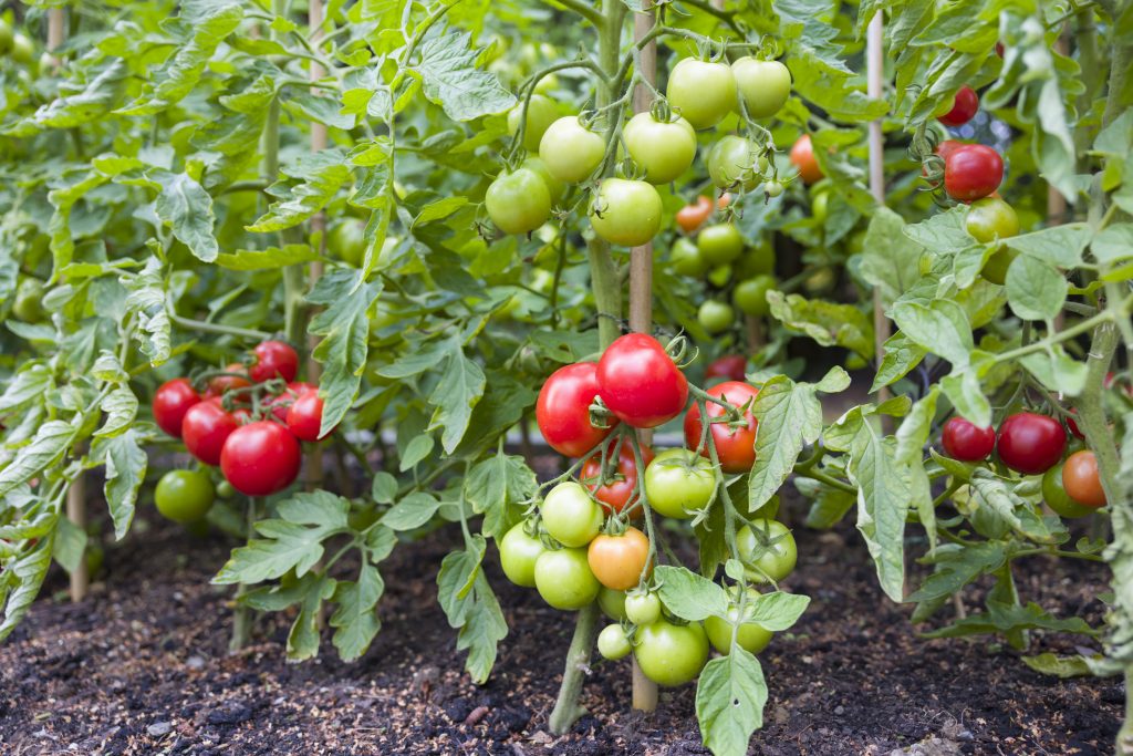 Tomato plant growing fresh on the vine