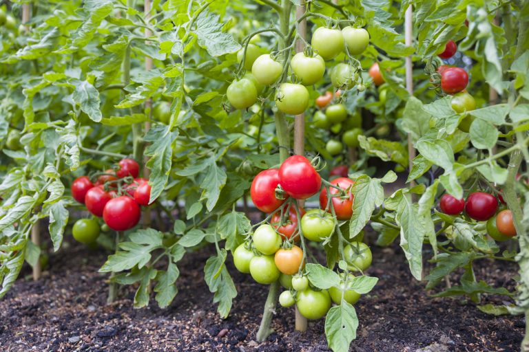 Yellow Shoulder Disorder On Tomatoes Jung Seed’s Gardening Blog