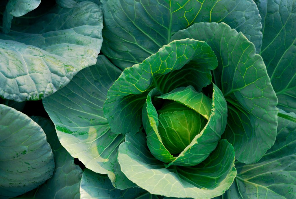 Cabbage (Brassica oleracea) in vegetable garden. Leafy green vegetable. Rich source of vitamin c and vitamin k. Fresh headed cabbage. Organic cabbage vegetable farm. Plant cultivation. Agriculture.