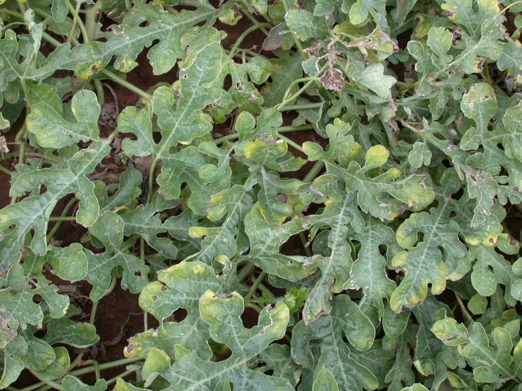 Verticillium wilt on watermelon