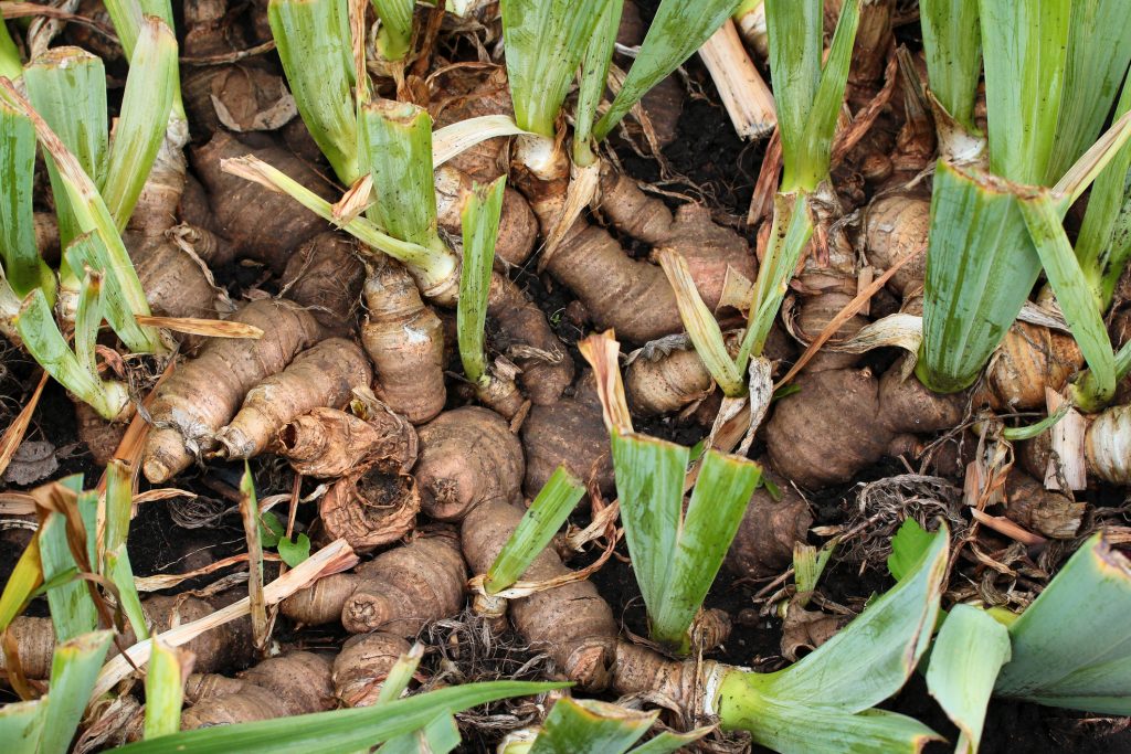Roots and tubers of iris flowers in a garden