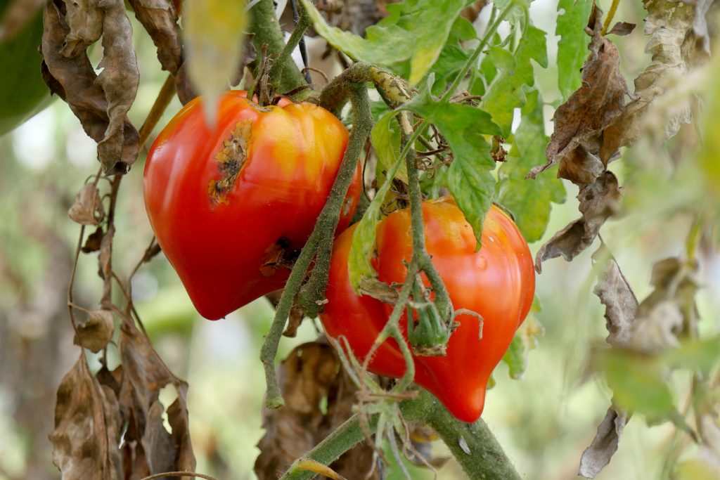 a closeup of rotten tomatoes in the garden