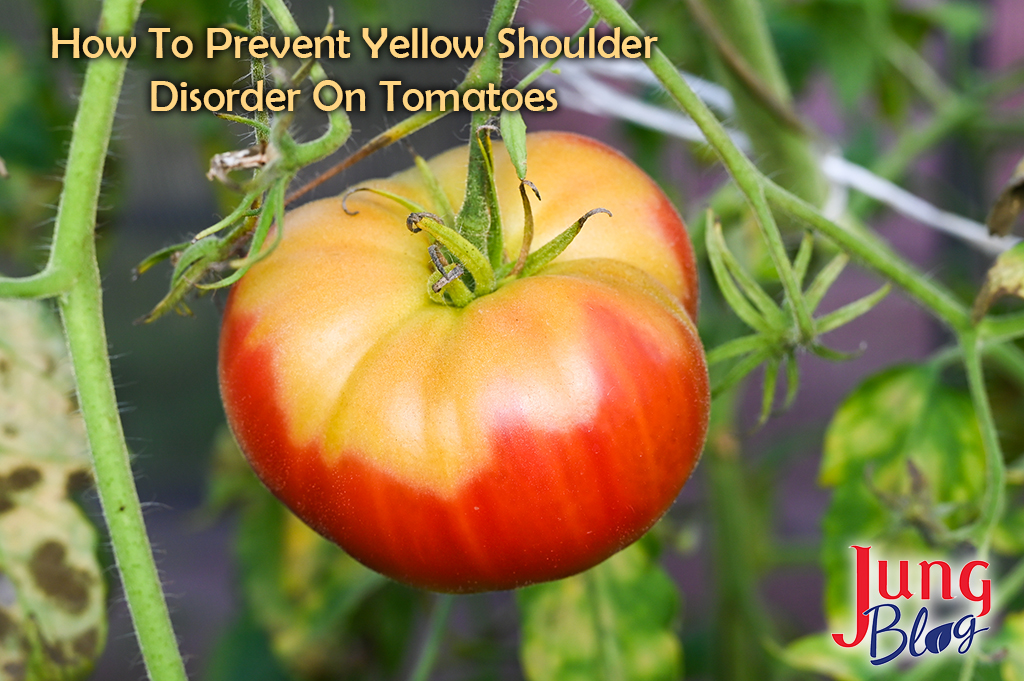 Red tomato with yellow top, diseased vegetable.