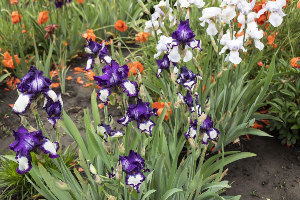 Purple and blue irises and red poppies bloom in the garden.