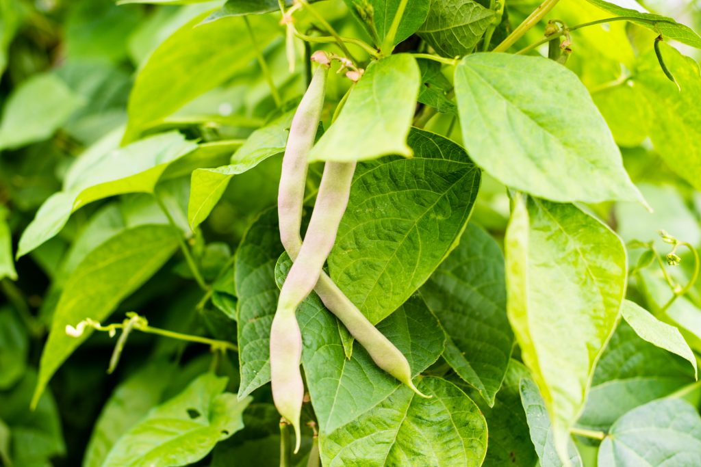 Green beans growing on the vine